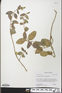 Euonymus fortunei image