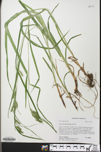 Carex davisii image