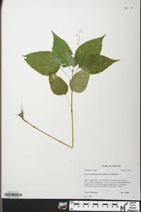 Circaea canadensis image