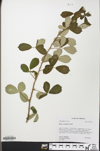 Rubus cuneifolius image