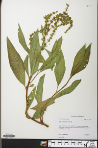 Rumex altissimus image