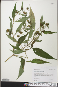 Bidens connata image