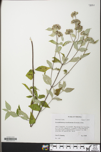 Pycnanthemum pycnanthemoides image