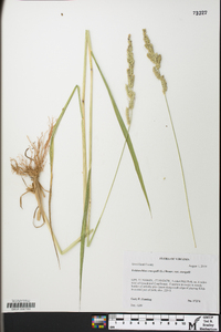 Echinochloa crus-galli var. crus-galli image