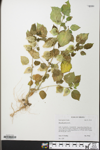 Physalis pubescens image