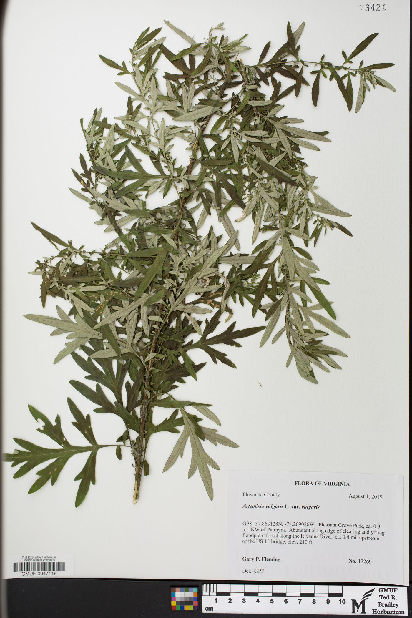 Artemisia vulgaris var. vulgaris image