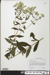 Eupatorium vaseyi image