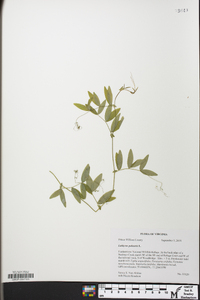 Lathyrus palustris image