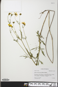 Bidens trichosperma image