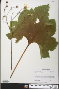 Silphium compositum image