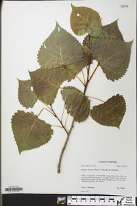 Populus deltoides subsp. deltoides image