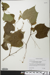 Vitis vulpina image