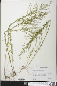 Lechea pulchella var. pulchella image