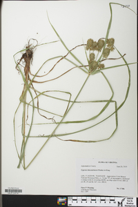 Cyperus lancastriensis image