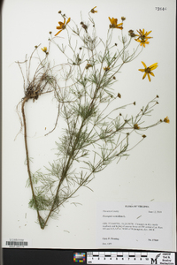 Coreopsis verticillata image