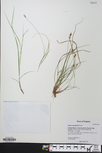 Carex reznicekii image