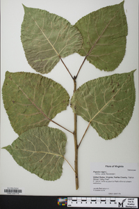 Populus nigra image