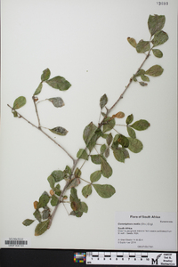 Commiphora mollis image