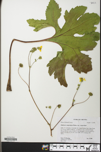 Silphium compositum var. compositum image