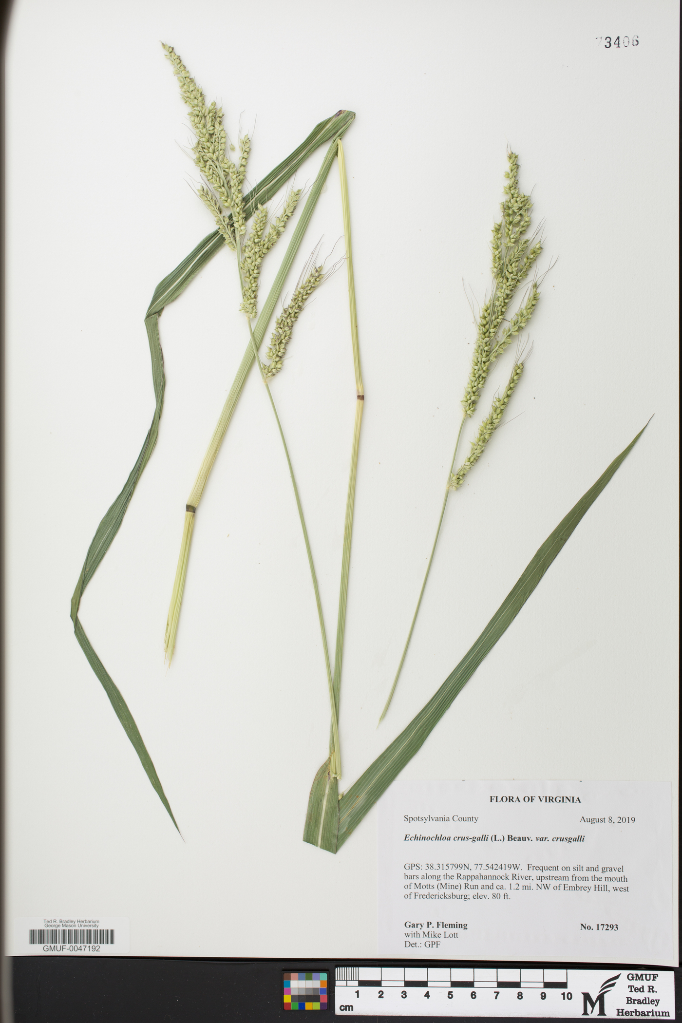 Echinochloa crus-galli var. crus-galli image