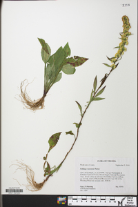 Solidago roanensis image