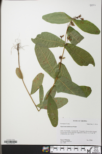 Hypericum tubulosum image