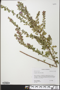 Lespedeza violacea image