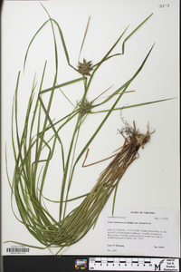 Carex intumescens var. intumescens image