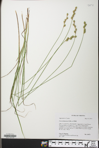 Carex festucacea image