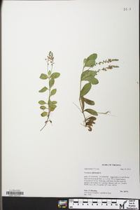 Veronica officinalis image