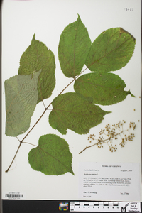 Aralia racemosa image