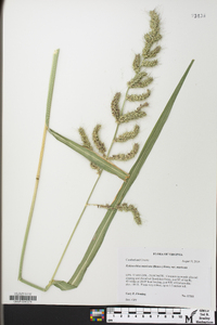 Echinochloa muricata var. muricata image