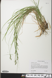 Carex swanii image