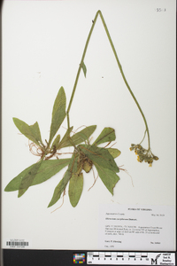 Hieracium caespitosum image