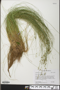 Carex radiata image