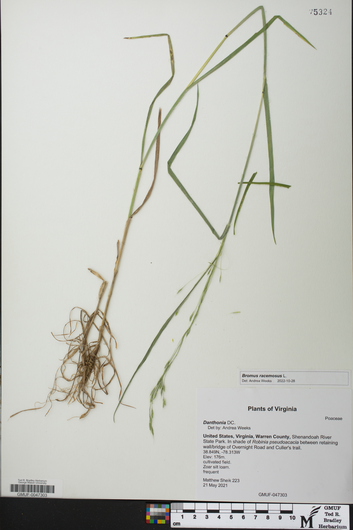 Bromus racemosus image