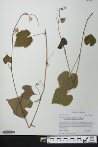 Vitis baileyana image