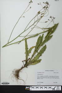 Crepis pulchra image