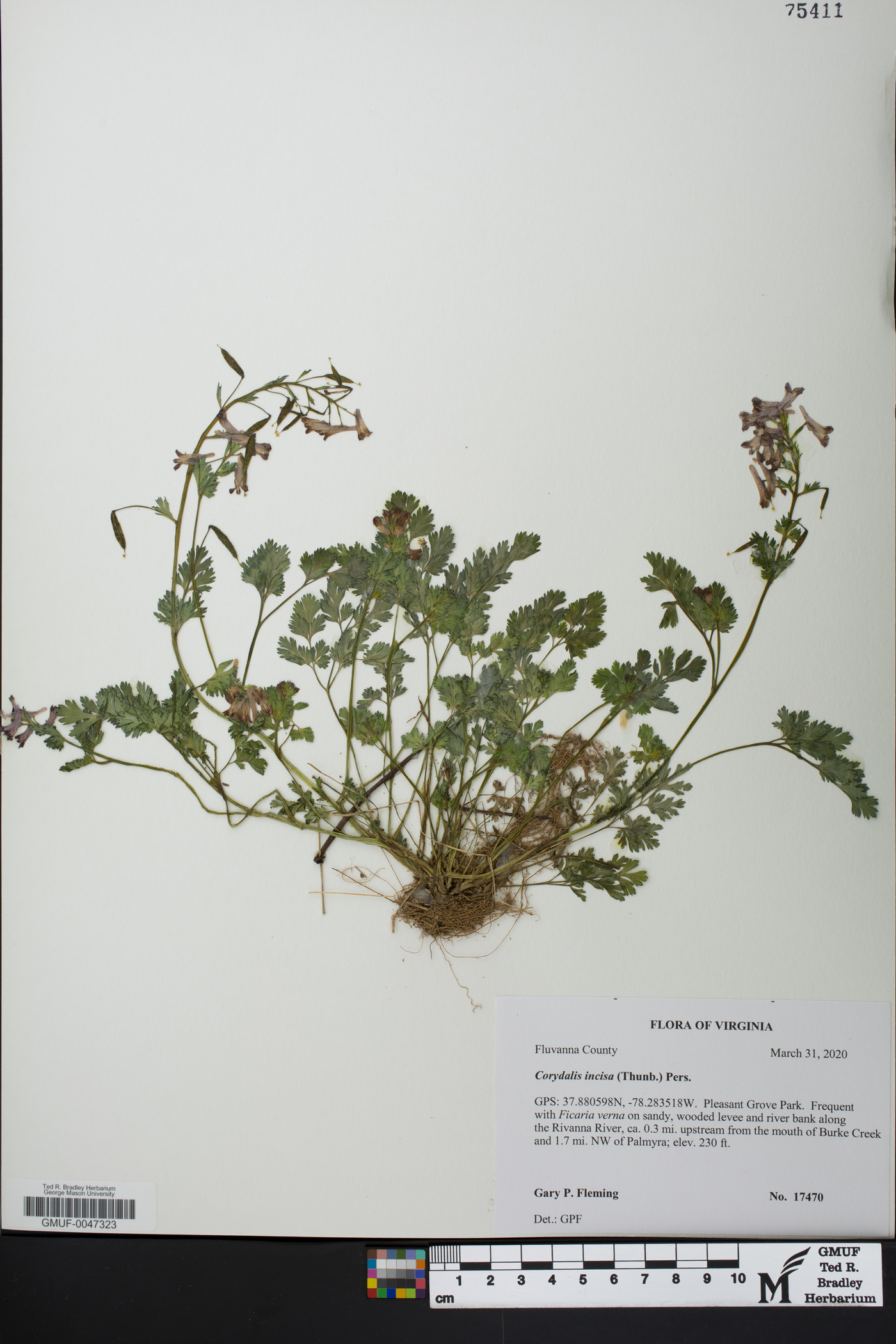 Corydalis incisa image