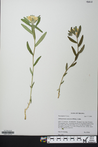 Lithospermum canescens image