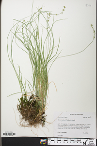 Carex radiata image