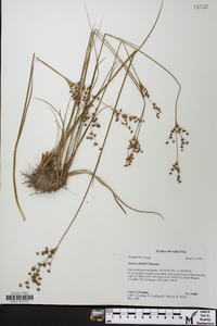 Juncus elliottii image