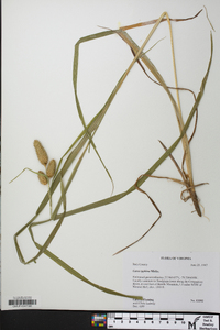 Carex typhina image