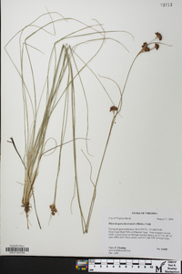 Rhynchospora fascicularis image