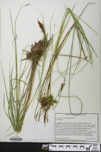 Carex suberecta image