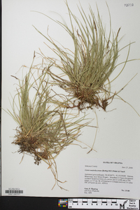 Carex austrolucorum image