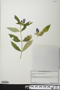 Gentiana austromontana image