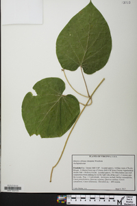 Matelea obliqua image