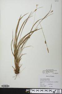 Carex styloflexa image