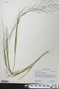 Panicum flexile image